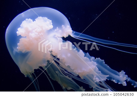 Jellyfish. Jellyfishs. Colorful jellyfish underwater. Shellfish moving in the water. Jellyfish 3D illustration background. Jellyfish swim in the sea, light passes through the water. 105042630