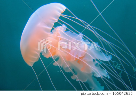 Jellyfish. Jellyfishs. Colorful jellyfish underwater. Shellfish moving in the water. Jellyfish 3D illustration background. Jellyfish swim in the sea, light passes through the water. 105042635