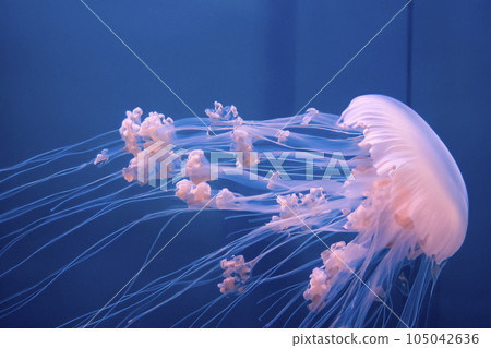 Jellyfish. Jellyfishs. Colorful jellyfish underwater. Shellfish moving in the water. Jellyfish 3D illustration background. Jellyfish swim in the sea, light passes through the water. 105042636