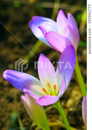 colchicum autumnale in September 105042773