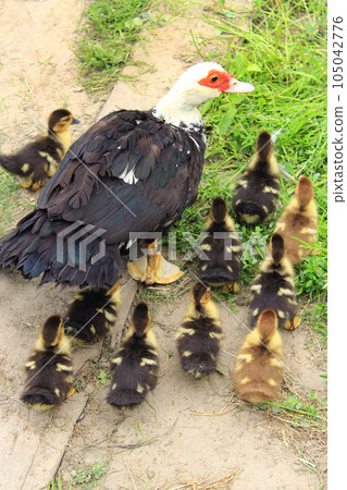 Muscovy duck hen with ducklings in the poultry Muscovy duck hen with ducklings in the poultry 105042776