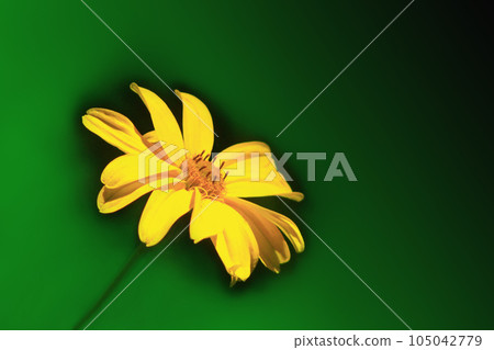 yellow chamomile on the dark background yellow chamomile on the dark background 105042779