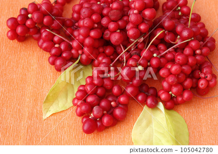 red berries of schisandra red berries of schisandra 105042780