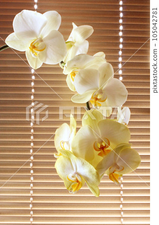 white tender orchid white tender orchid 105042781