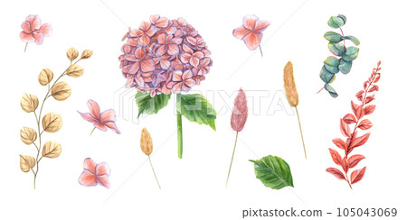 Set with hydrangea, eucalyptus, abstract plants, lagurus spikelet. Perfect bright clipart in autumn trendy colors. Watercolor illustration isolated on white background. Perfect for wedding design Set with hydrangea, eucalyptus, abstract plants, lagurus spikelet. Perfect bright clipart in autumn trendy colors. Watercolor illustration isolated on white background. Perfect for wedding design 105043069