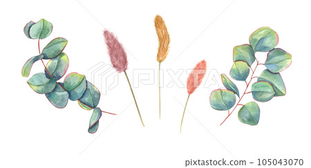 Set with eucalyptus leaves and lagurus spikelet. Greenery leaf and dried herbs. Watercolor illustration isolated on white background. Perfect for wedding design, invitation, greetings Set with eucalyptus leaves and lagurus spikelet. Greenery leaf and dried herbs. Watercolor illustration isolated on white background. Perfect for wedding design, invitation, greetings 105043070