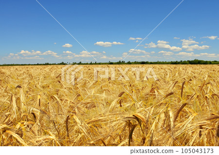 Cereal. Wheat. Wheat field. Cereal field. Conflict over cereal between Russia and Europe. Wheat field. Golden wheat ears close up. Beautiful rural landscape under bright sunlight and blue sky. 105043173