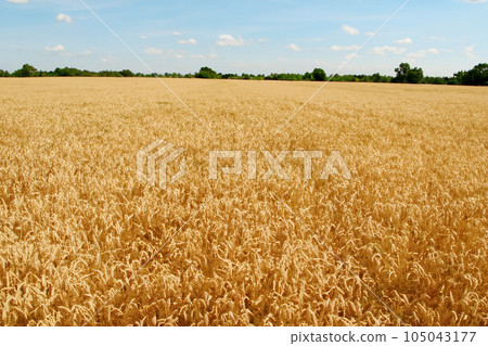 Cereal. Wheat. Wheat field. Cereal field. Conflict over cereal between Russia and Europe. Wheat field. Golden wheat ears close up. Beautiful rural landscape under bright sunlight and blue sky. Cereal. Wheat. Wheat field. Cereal field. Conflict over cereal between Russia and Europe. Wheat field. Golden wheat ears close up. Beautiful rural landscape under bright sunlight and blue sky. 105043177