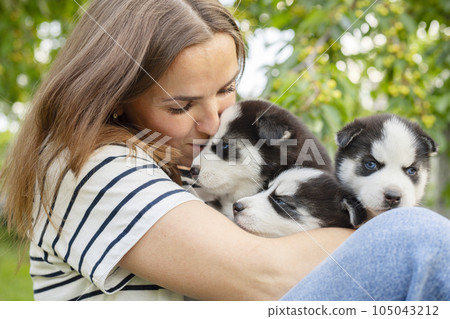 Woman holding three wonderful purebred husky puppies in her hands outdoors Woman holding three wonderful purebred husky puppies in her hands outdoors 105043212