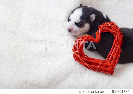Cute siberian husky puppy sleeps with red heart on a white fluffy background Cute siberian husky puppy sleeps with red heart on a white fluffy background 105043225
