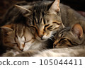 napping cat brother 105044411