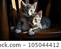 kitten on chair 105044412