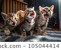 cute kitten with open mouth 105044414
