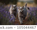Russian blue in the lavender field 105044467
