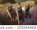 cat in lavender field 105044468