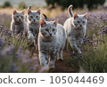 cat in lavender field 105044469