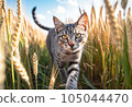 wheat field cat 105044470