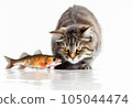 Cat aiming for fish 105044474