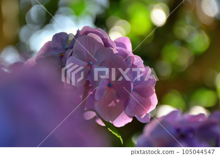 hydrangea   105044547