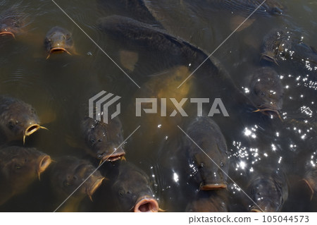 Koi feeding in a pond Koi feeding in a pond 105044573