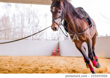 Dressage horse training on cord. Power action speed on riding hall Horsemanship equitation. no people Dressage horse training on cord. Power action speed on riding hall Horsemanship equitation. no people 105045008