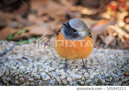 可愛的冬季鳥類達里安Redstart 105045211