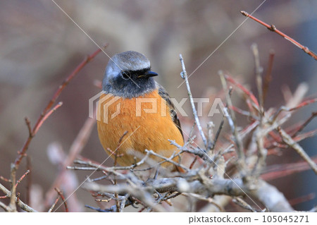 Adorable winter bird Daurian Redstart Adorable winter bird Daurian Redstart 105045271