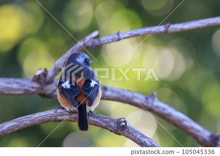 可愛的冬季鳥類達里安Redstart 105045336