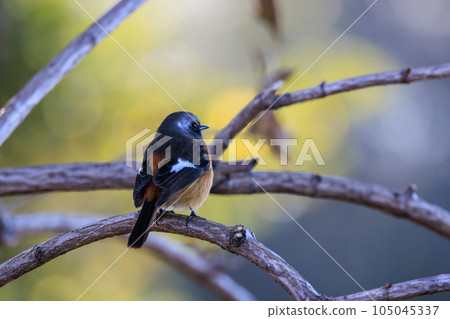 可愛的冬季鳥類達里安Redstart 105045337