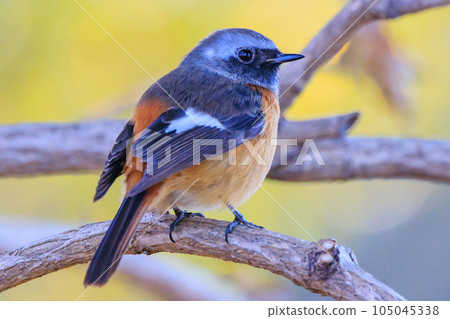 Adorable winter bird Daurian Redstart Adorable winter bird Daurian Redstart 105045338