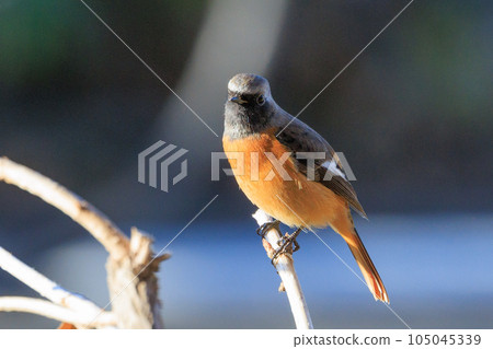 Adorable winter bird Daurian Redstart 105045339