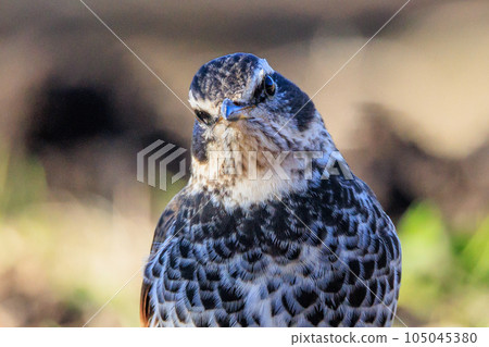 A winter bird named after the thrush because it can no longer be heard when it disappears on a migration in the summer. 105045380