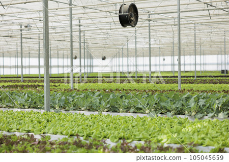 Naturally grown nutritious vegan food crops produced locally and sustainably in chemical free environmentally conscious greenhouse. Eco friendly bio leafy greens freshly cultivated with no herbicides 105045659