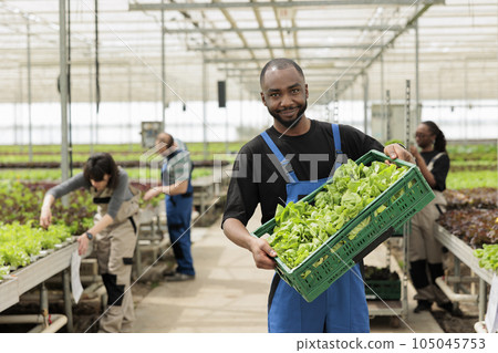 Happy farm worker holding crate full of certified local naturally harvested organic healthy green lettuce. Eco friendly sustainable greenhouse with negative co2 footprint Happy farm worker holding crate full of certified local naturally harvested organic healthy green lettuce. Eco friendly sustainable greenhouse with negative co2 footprint 105045753