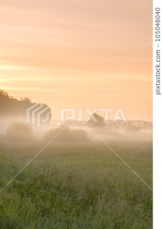 Trees in the meadow at dawn in the fog Trees in the meadow at dawn in the fog 105046040
