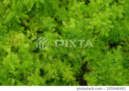 Asparagus fern plants Asparagus fern plants 105046991