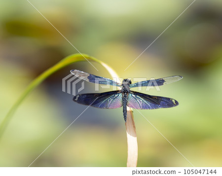 一隻蝴蝶和蜻蜓棲息在水邊的草地上 105047144