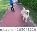 Dog walking 105048210