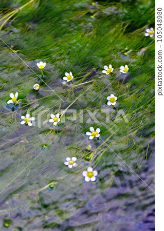梅花盛開的花(垂直) 梅花盛開的花(垂直) 105048980