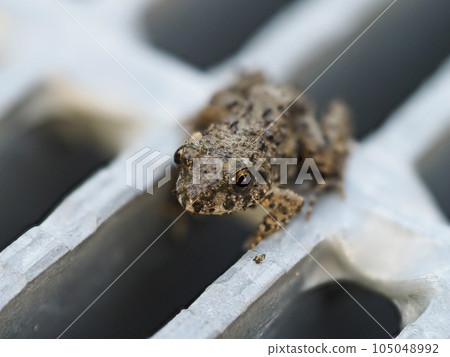 A pond frog on a gutter cover 105048992