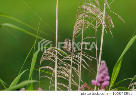 Females of Hozashimotsuke and Benimashiko blooming in the wetlands of Hokkaido in early summer 105048993