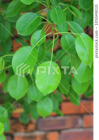 pear leaf pear leaf 105049010