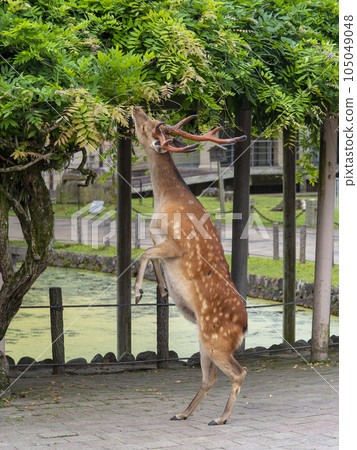 Stag in Nara Park standing up and eating grass 105049048