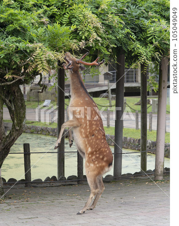 Stag in Nara Park standing up and eating grass Stag in Nara Park standing up and eating grass 105049049