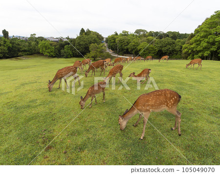 A herd of deer in Nara Park eating fresh green grass 105049070