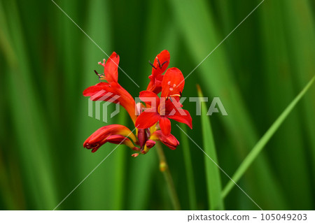 香鳶尾屬 香鳶尾屬 105049203