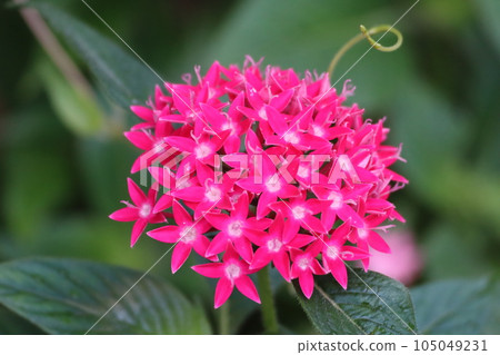 紅色pentas花 105049231