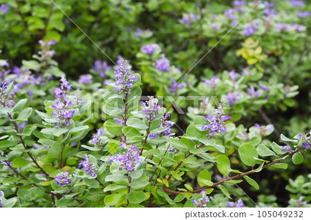 海灘上盛開的濱古花 105049232