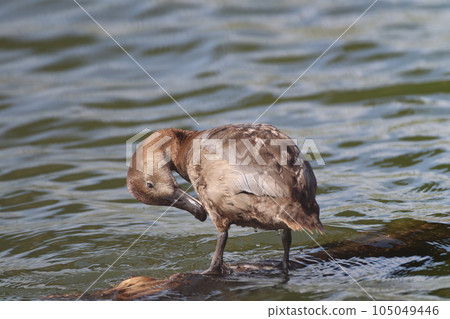 一隻長耳的鴨子 一隻長耳的鴨子 105049446