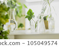 caring for houseplants 105049574